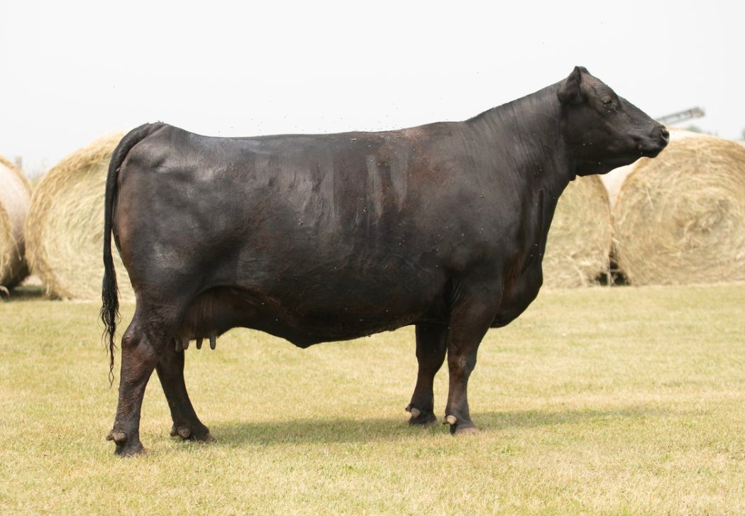 Senorita 715 2