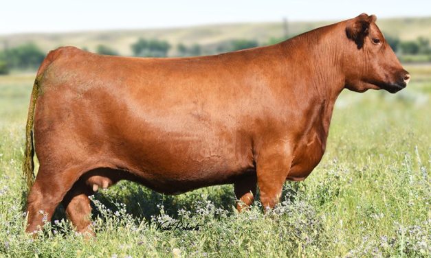 Red Angus Embryos For Sale:  SB10-3614