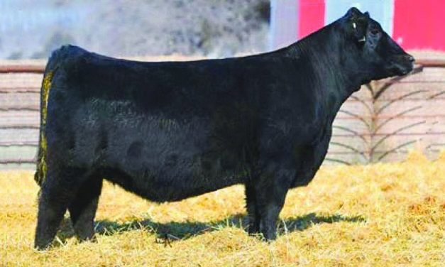 Angus Embryos For Sale:  SB10-2659