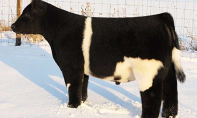 Club Calf Semen For Sale:  SB10-3602