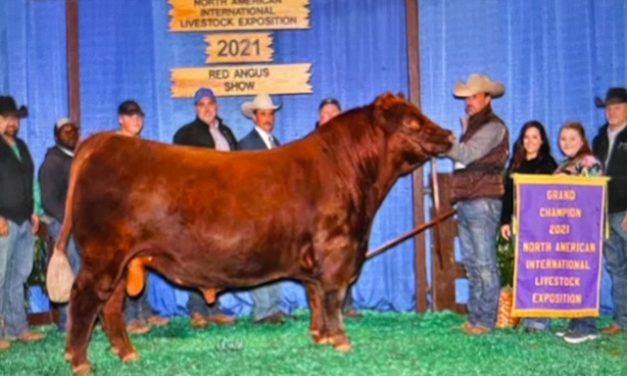 Red Angus Semen For Sale:  SB10-3609