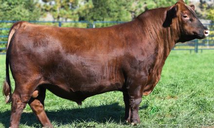 Red Angus Semen Wanted:  SB10-3691