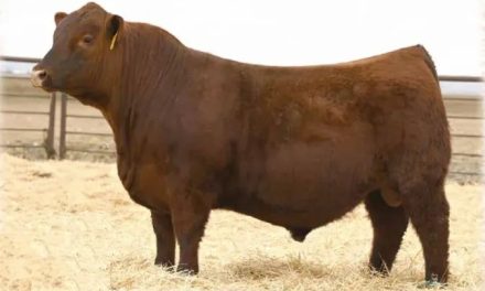 Red Angus Semen For Sale:  SB10-3681