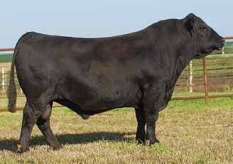 CCR POUNDER 2045F