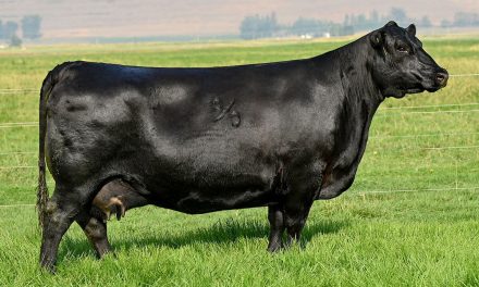 Angus Embryos For Sale:  SB10-3696