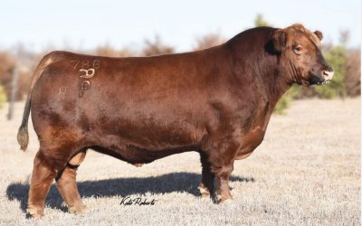 Red Angus Semen Wanted:  SB10-3680