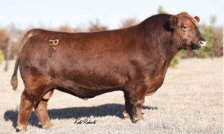 Red Angus Semen Wanted:  SB10-3680