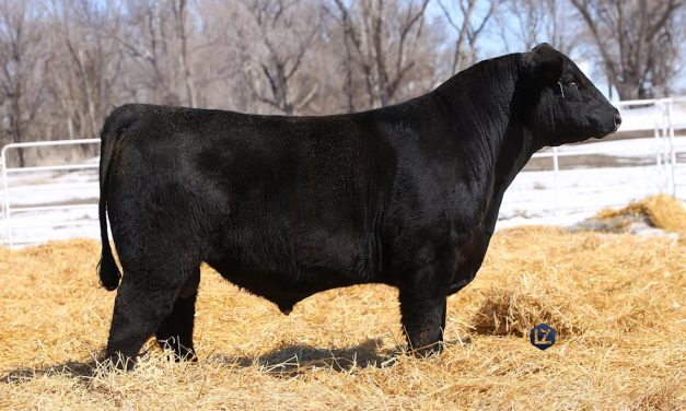 Angus Embryos For Sale:  SB10-3676