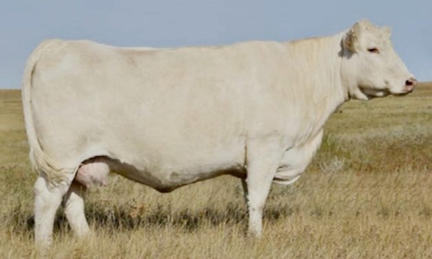 Charolais Embryos For Sale:  SB10-3670