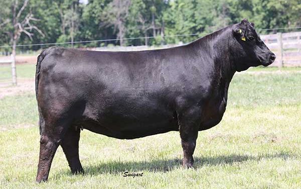 Angus Embryos For Sale:  SB10-3679