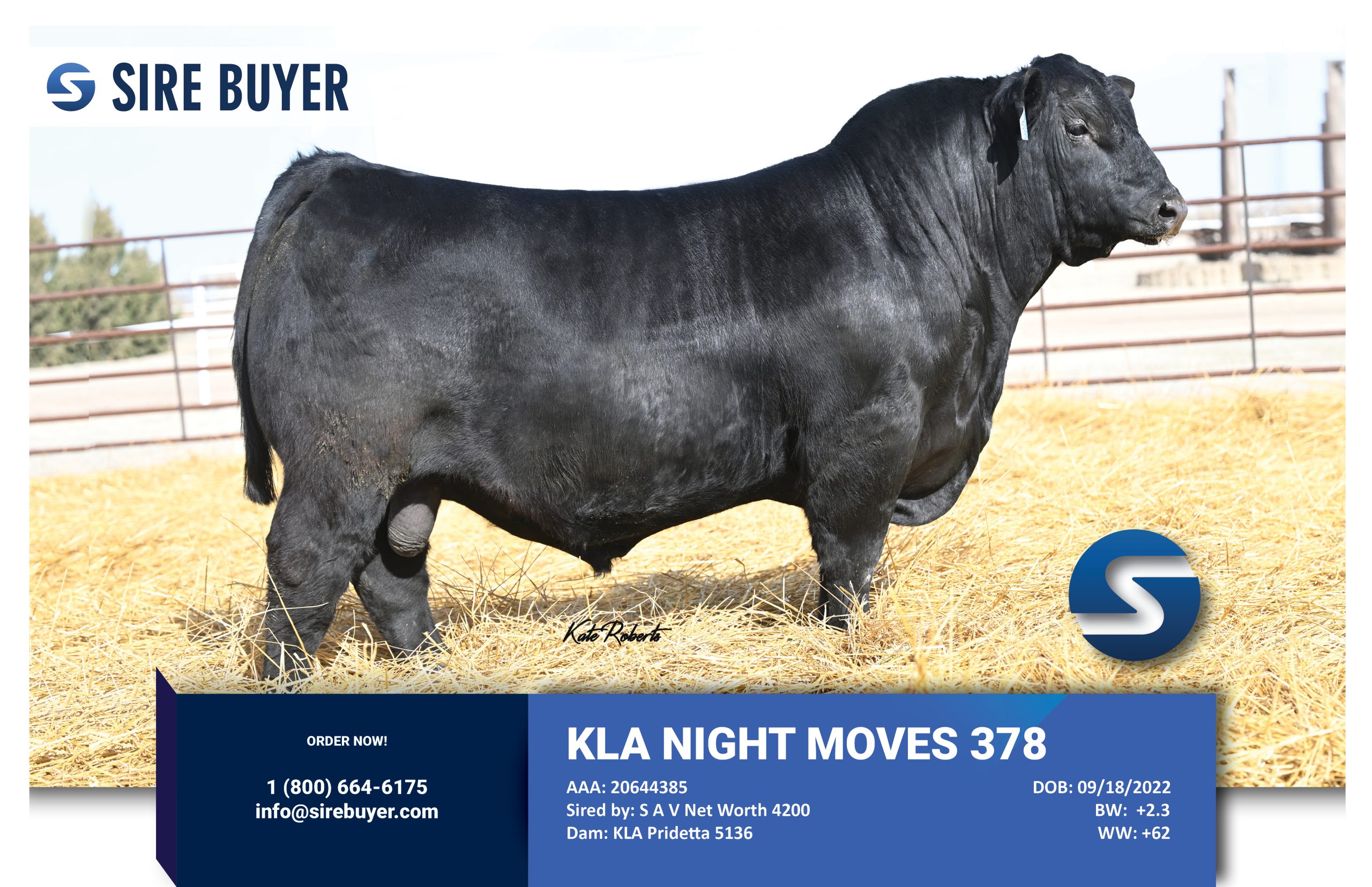 Website - kla night moves 378