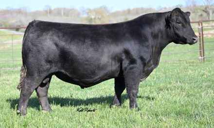Angus Embryos For Sale:  SB10-3699