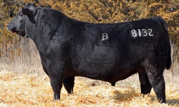 Angus Semen Wanted:  SB10-3693