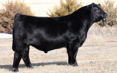 Simmental Semen For Sale: SB10-2530