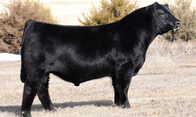 Simmental Semen For Sale: SB10-2530