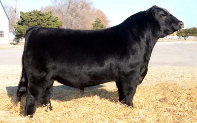 Angus Semen For Sale:  SB10-3695