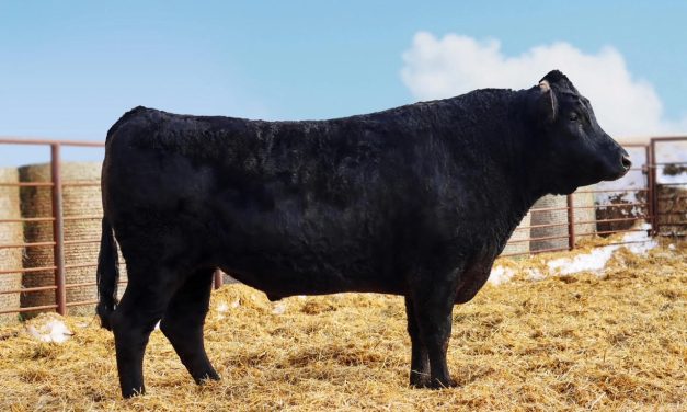 Wagyu Embryos For Sale:  SB10-3670