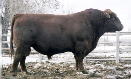 Red Angus Semen Wanted:  SB10-3801