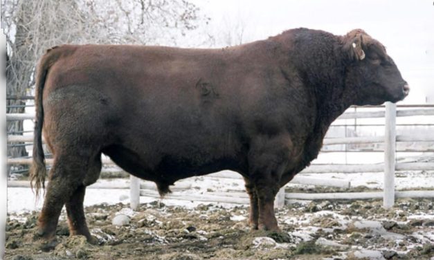 Red Angus Semen Wanted:  SB10-3801