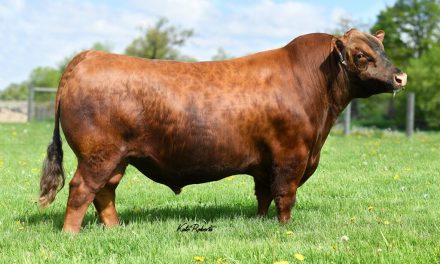 Red Angus Semen Wanted:  SB10-4022