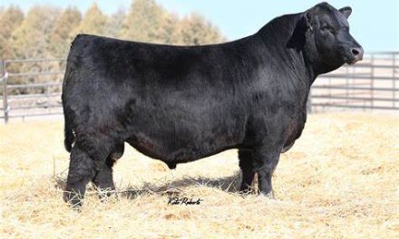 Angus Semen For Sale:  SB10-4503