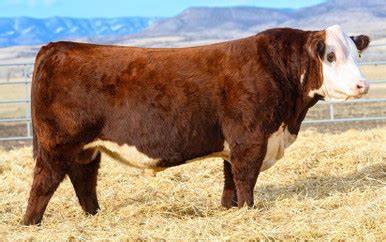 Hereford Embryos For Sale:  SB10-3853