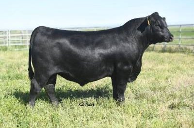 Angus Semen For Sale:  SB10-3809