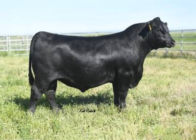 Angus Semen For Sale:  SB10-3809