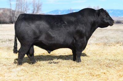 Angus Semen For Sale:  SB10-3819