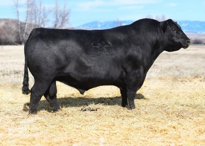 Angus Semen For Sale:  SB10-3819