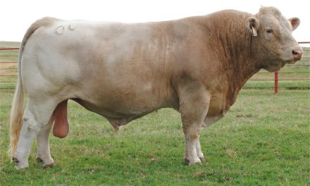 Charolais Semen For Sale:  SB10-3816