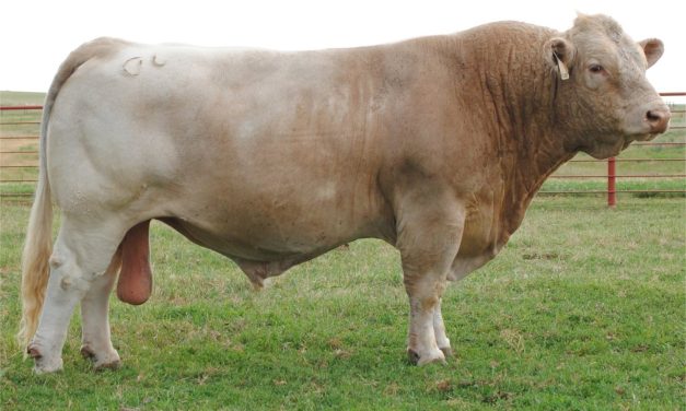 Charolais Semen For Sale:  SB10-3816