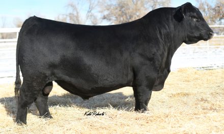 Angus Semen For Sale:  SB10-3863
