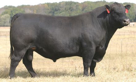Angus Semen For Sale:  SB10-3842
