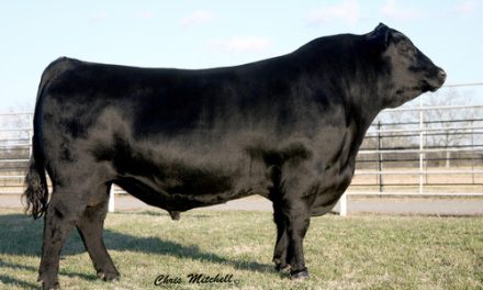 Angus Embryos For Sale:  SB10-3826