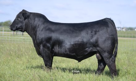 Angus Semen For Sale:  SB10-3690