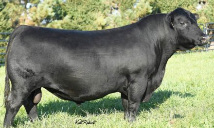 Angus Semen For Sale:  SB10-3831