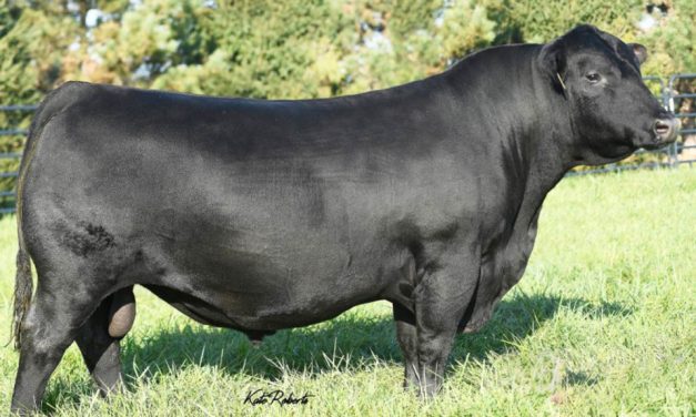 Angus Semen For Sale:  SB10-3831