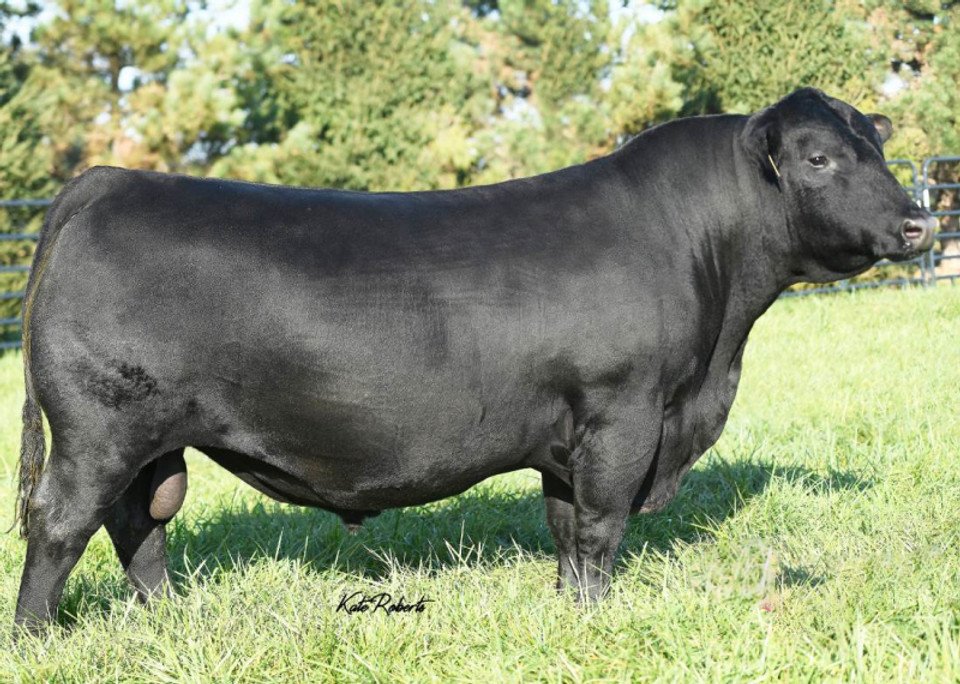 KCF Exponential G101