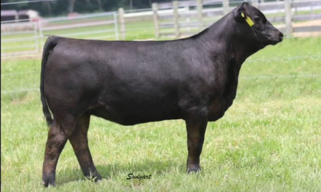 Angus Embryos For Sale:  SB10-3867