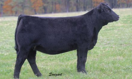 Angus Embryos For Sale:  SB10-3860