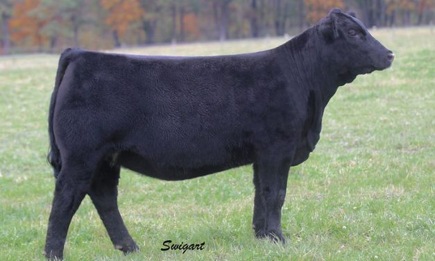 Angus Embryos For Sale:  SB10-3860