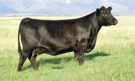 Angus Embryos For Sale:  SB10-3805
