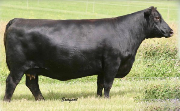 Angus Embryos For Sale:  SB10-3692