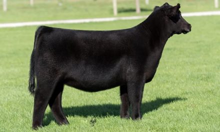 Angus Embryos For Sale:  SB10-3865