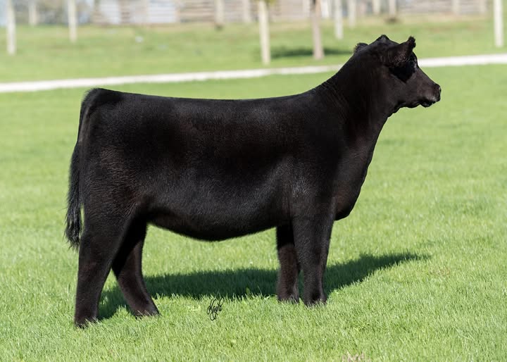 PVF Blackbird 7197