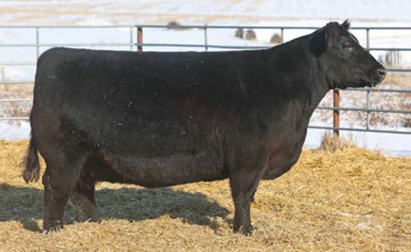 Angus Embryos For Sale:  SB10-3861
