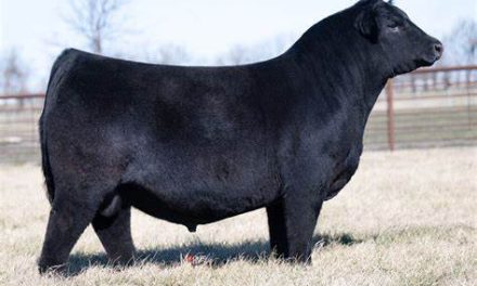 Angus Semen For Sale:  SB10-3688