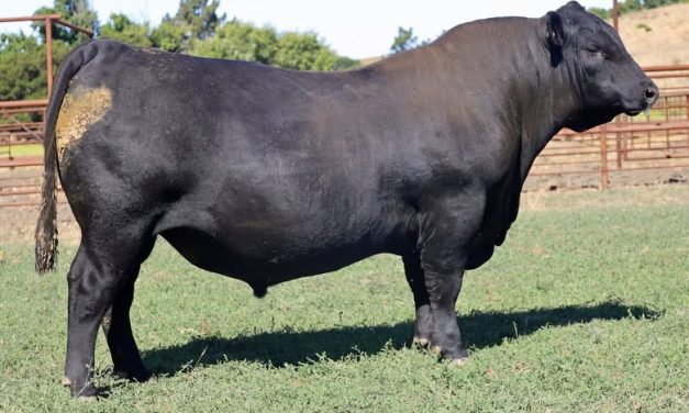 Angus Semen For Sale:  SB10-3701