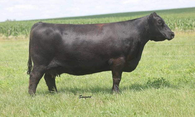Angus Embroys For Sale:  SB10-3859